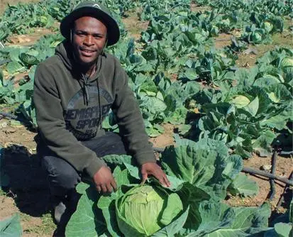 Farmer tending leafy crops