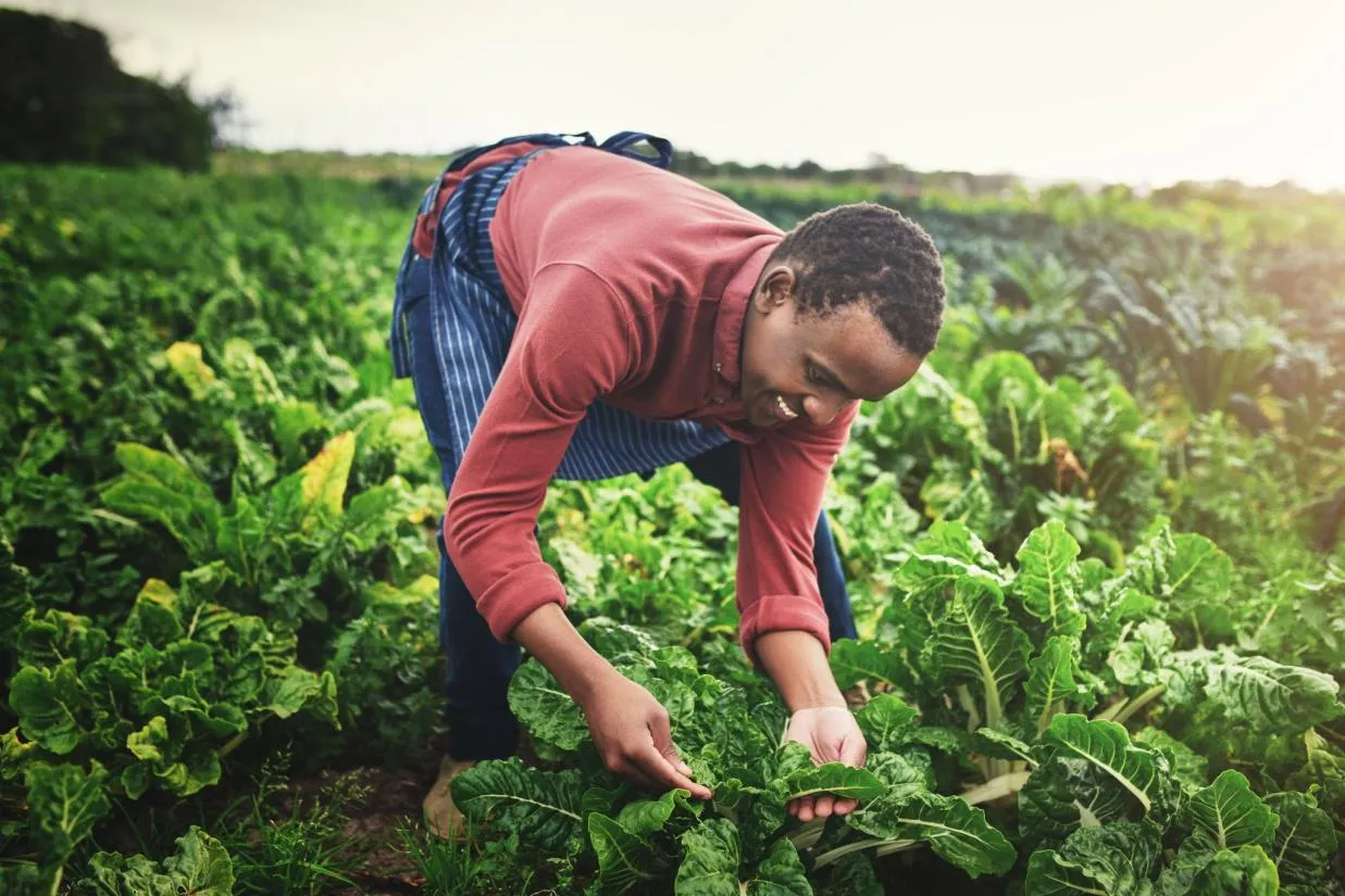 A woman tending green crops on a South African farm