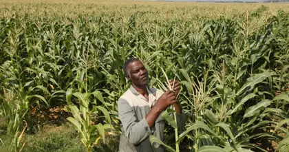 Farmer inspecting a maize crop