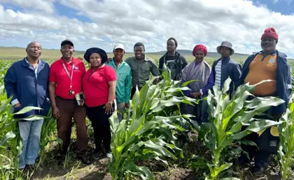 Agricultural team visiting a maize field