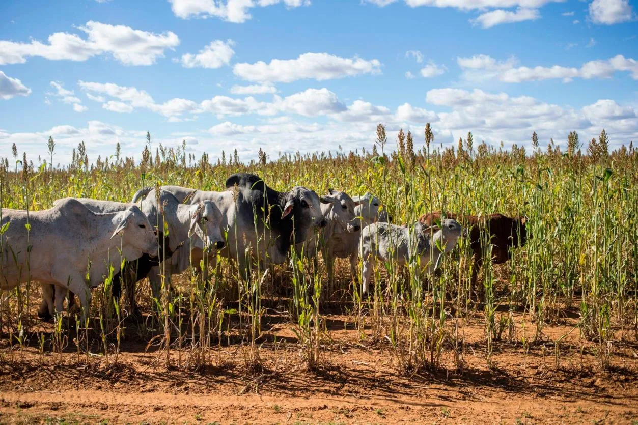 Cattle in agricultural grazing land